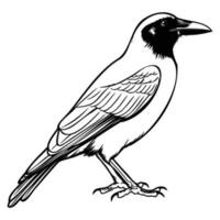 Krähen Silhouette, Krähen Maskottchen Logo, Krähen schwarz und Weiß Tier Symbol Design, Vogel Symbol. vektor