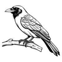 Krähen Silhouette, Krähen Maskottchen Logo, Krähen schwarz und Weiß Tier Symbol Design, Vogel Symbol. vektor