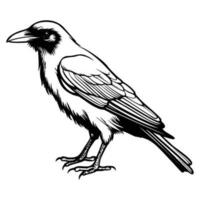 Krähen Silhouette, Krähen Maskottchen Logo, Krähen schwarz und Weiß Tier Symbol Design, Vogel Symbol. vektor