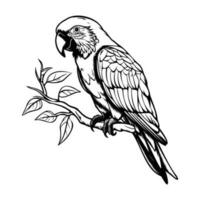 papegojor silhuett, papegojor maskot logotyp, papegojor svart och vit djur- symbol design, fågel ikon. vektor