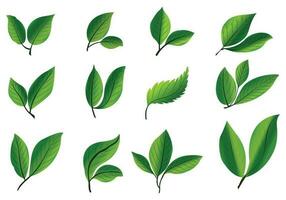 realistisk tropisk växter grön blad uppsättning design vektor