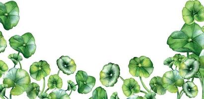 Tafel von Centella Asiatisch, Kräuter- Pflanzen Aquarell Illustration isoliert auf Weiß. Wassernabel, hab dich Kola, gerundet Blätter Banner Hand gezeichnet. Design zum Paket, Etikett, Kräuter- Pflanzen Hintergrund vektor