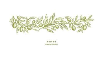 Olive Baum Grenze, drucken bio Öl Jahrgang Gravur vektor