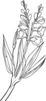 svart gladiolus tatuering, svart små gladiolus tatuering, minimalistisk gladiolus blomma tatuering, handled gladiolus tatuering enkel, kvinnors gladiolus , botanisk gladiolus ritningar vektor