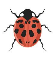 Fehler Coccinella Septempunctata Siebenpunkt Marienkäfer vektor