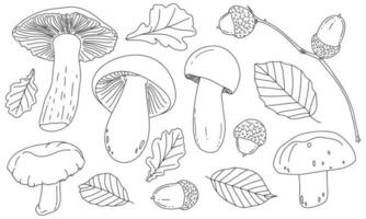 Pilze, Eicheln, und Blätter sind gezeichnet mit das Kontur Linien. Vektor Illustration isoliert auf Weiß. das Konzept von Herbst, das Geschenke von das Wald