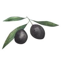 Olive Ast. Aquarell Illustration vektor