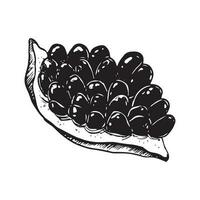 vektor granatäpple bit med frön svart och vit grafisk illustration. grafisk frukt för jewish rosh hashanah ny år hälsning mönster