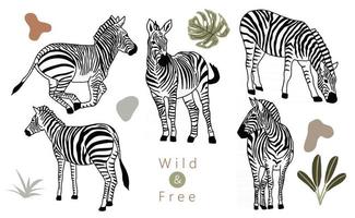 samling av djurobjekt med zebra. vektorillustration för ikon vektor