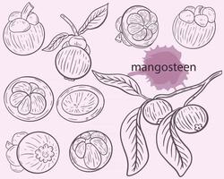 Mangostan-Skizze-Set Vektor