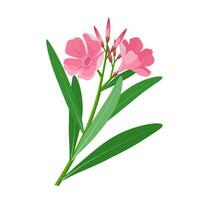 vektor illustration, nerium oleander, isolerat på vit bakgrund.