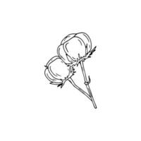 Baumwolle Pflanze Ast. Hand gezeichnet Linie Kunst Illustration isoliert auf Weiß Hintergrund. vektor