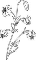 Linie Kunst Lilie Blume Zeichnung. isoliert auf Weiß Hintergrund. handgemalt Vektor Illustration. einfarbig schwarz und Weiß Tinte skizzieren.