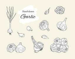 Knoblauch handgemalt Vektor Illustration Satz. isoliert Gemüse Illustration. Knoblauch Kopf, Nelke, und geschnitten Stücke. Kräuter und Gewürze skizzieren Illustration