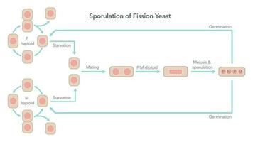 Sporulation und Leben Zyklus von Fission Hefe Biologie Vektor Illustration Diagramm