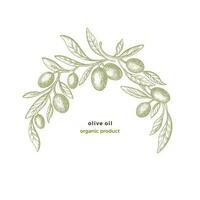 Olive Bogen Muster. Vektor Kreis rahmen. bio Essen