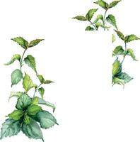 Rahmen von Nessel Stengel Kräuter- Pflanze Aquarell Illustration isoliert auf Weiß Hintergrund. Urtica Dioika, Grün Blätter, nützlich Kraut Hand gezeichnet. Design zum Etikett, Paket, Postkarte vektor