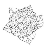Vektor schwarz Hand gezeichnet skizzieren Blumenkohl