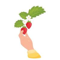 weibliche Hand pflückt eine Erdbeere. Erdbeerzweig blühen. Vektor