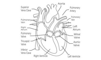 mänsklig hjärta blod strömma cell linje konst vektor och illustration design