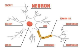 Neuron Anatomie von Mensch Zelle Linie Kunst Vektor und Illustration Design. Neuron Anatomie und Mensch Zelle Linie Kunst Design und kreativ Kinder.