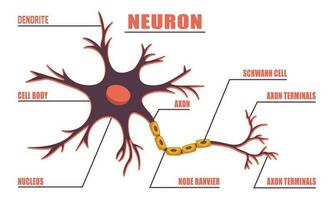 Neuron Anatomie von Mensch Zelle Linie Kunst Vektor und Illustration Design. Neuron Anatomie und Mensch Zelle Linie Kunst Design und kreativ Kinder.