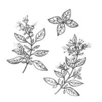 oregano växt teckning på isolerat bakgrund. hand dragen kryddad ört med löv för matlagning, kosmetika, medicinsk växt, te, arom olja. vektor graverat illustration för märka, skriva ut, mall, logotyp
