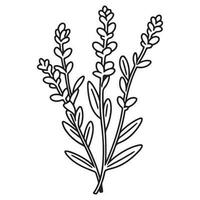 vår lavendel- gren ikon, botanisk element. rustik örter. vektor