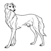 Barsoi, Hand gezeichnet Karikatur Charakter, Hund Symbol. vektor