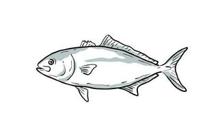 geringer Amberjack Fisch Golf von Mexiko Karikatur Zeichnung vektor