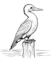 Kormoran Vogel Färbung Seite zum Erwachsene Vektor Illustration