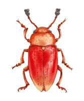 Pilz- Käfer. Orange Insekt mit ein glänzend Oberfläche. Oval Körper, lange Antennen. Hand gezeichnet Illustration. vektor
