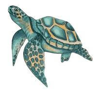 hav sköldpadda. söt djur- design. turkos hav sköldpadda simmar i de vatten. hand dragen illustration. vektor