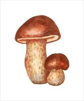 sopp edulis.stor och små svamp, de yta av de keps är brun.naturlig mat för en friska diet. vektor