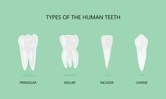 illustration av typer av mänsklig tänder vektor