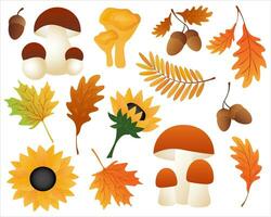 Herbst einstellen mit Ahorn Blätter, Eicheln, Eiche Blätter, Eberesche Blätter, Steinpilze, Sonnenblume vektor