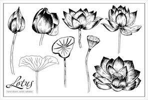 ritad för hand lotus blommor. vektor näckros uppsättning för dekoration och illustration.