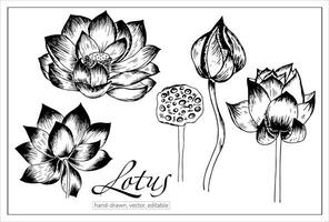 hand dragen lotus blommor. vektor, isolerat på vit vatten lilja för botaniska böcker, artiklar, dekoration. vektor