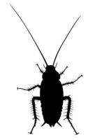 kackerlacka svartvit vektor isolerat på vit bakgrund. skadedjur insekt. insekt topp se