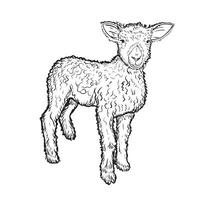 svart och vit gravyr isolerat ung lamm Bagge får vektor illustration.