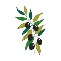 Grün Zweig von Olive mit Beeren. gesund Essen Vektor