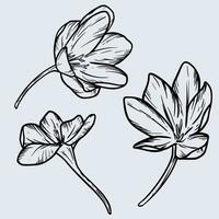 en grupp av saffran blomma vektor illustration med krokus blomma linje konst
