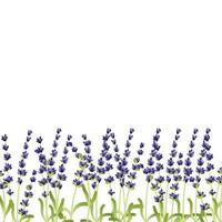 Blumen- Rahmen mit lila Lavendel Blumen vektor