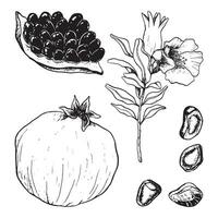 Granatäpfel Vektor botanisch Illustration einstellen mit frisch saftig reif, ganze und Schnitt Granatapfel mit Samen, Blumen und Geäst zum natürlich Kosmetika oder Saft