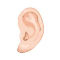 Menschliches Ohr, isoliert auf weiss vektor
