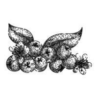 Pflanze Apfelbeere Aronia skizzieren Hand gezeichnet Vektor