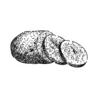 vegetabiliska potatis färsk skiss hand dragen vektor