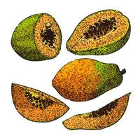 papaya frukt uppsättning skiss hand dragen vektor