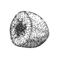 Scheibe Papaya Obst skizzieren Hand gezeichnet Vektor