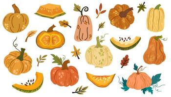 pumpor samling. annorlunda typer av pumpa, bitar, frön, löv. höst, skörda, färsk grönsaker, halloween. vektor hand dra illustration.
